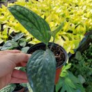 Monstera Perugreen Galaxy Live Plant In 4 Inch Pot