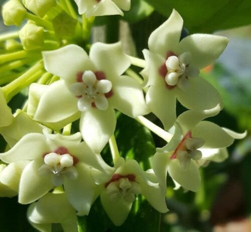 Hoya Australis Vine Wax Flower Live Plant Vanilla Hoya 5 Inch Tall