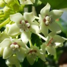 Hoya Australis Vine Wax Flower Live Plant Vanilla Hoya 5 Inch Tall