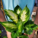 Dieffenbachia Green Taro Live Plant 7 Inches Houseplant
