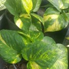 Golden Pothos Devils Ivy 6 Leaves Per 4 Inch Pot