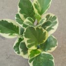 Golden Peperomia Live Plant Obtusifolia Variegata Marble Baby Rubber Plant
