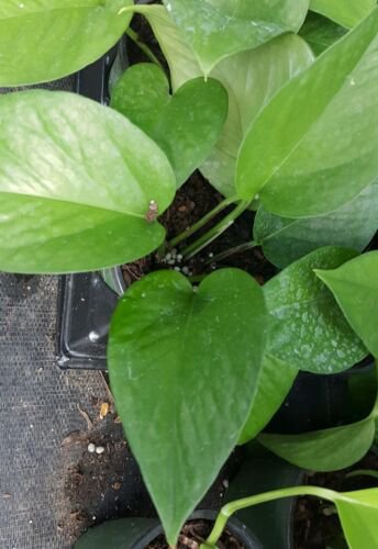 Jade Green Pothos Well Rooted Tropical Indoors Outdoors Live Plant
