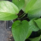 Jade Green Pothos Well Rooted Tropical Indoors Outdoors Live Plant