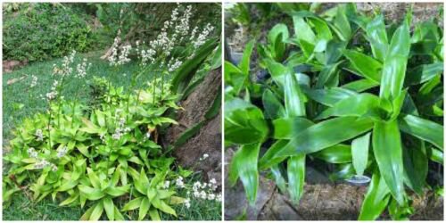 Callisia Fragrans Live Plants Cutting 10 Inches Tall