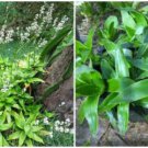 Callisia Fragrans Live Plants Cutting 10 Inches Tall