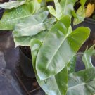 Philodendron Burle Marx Live Plant Cutting 5 To 7 Inch Tall Cutting