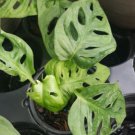 Monstera Adansonii Swiss Cheese Live Plant 4 To 5 Rooted Leaves 4 Inch Pot