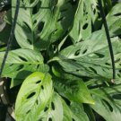 Monstera Live Plantswiss Cheese Plant4 To 5 Rooted Leaves Per 4 Inch Pot
