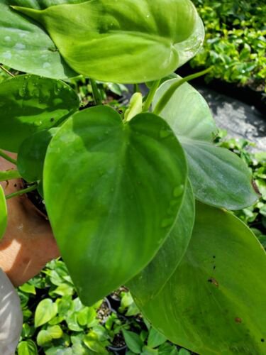 Heart Shape Leaf Philodendron Live Plant