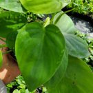 Heart Shape Leaf Philodendron Live Plant