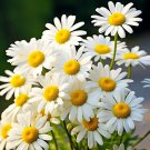 500 Alaska Shasta Daisy Seeds Hardy Perennial Garden Flowers