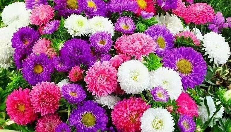 500 Creco China Aster Seeds Mix Cut Flower Seeds Garden