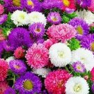 500 Creco China Aster Seeds Mix Cut Flower Seeds Garden