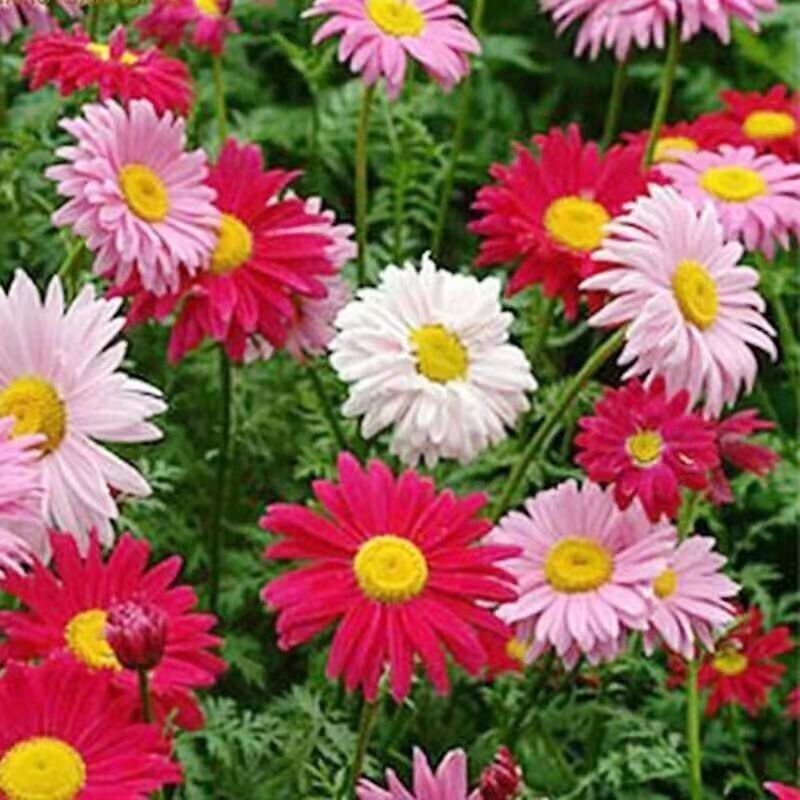 500 Singlechina Aster Seeds Mix Colorful Daisy Like Garden Flowers Seeds