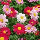 500 Singlechina Aster Seeds Mix Colorful Daisy Like Garden Flowers Seeds