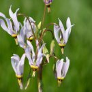 50 Midland Shooting Star Wildflower Seeds Native American Cowslip Bird Bills