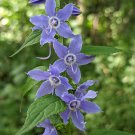 500 Tall Bellflower Seeds Campanula Americana Native American Wildbellflower