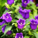 2000 Purple Tussock Bellflower Seeds Perennial Carpathian Bellflower