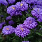 500 New England Aster Seeds Purple Perennial Native Wildflower