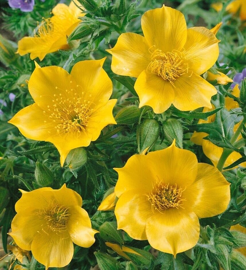 100 Yellow Blazing Star Flower Seeds Evening Star Desert Native Wildflower