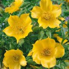 100 Yellow Blazing Star Flower Seeds Evening Star Desert Native Wildflower