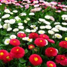 2000 English Daisy Seeds Bellis Perennis Mixed Perennial Wildflowers