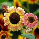 50 Autumn Beauty Sunflower Mix Seeds Bees Love Colorful Beautiful Garden