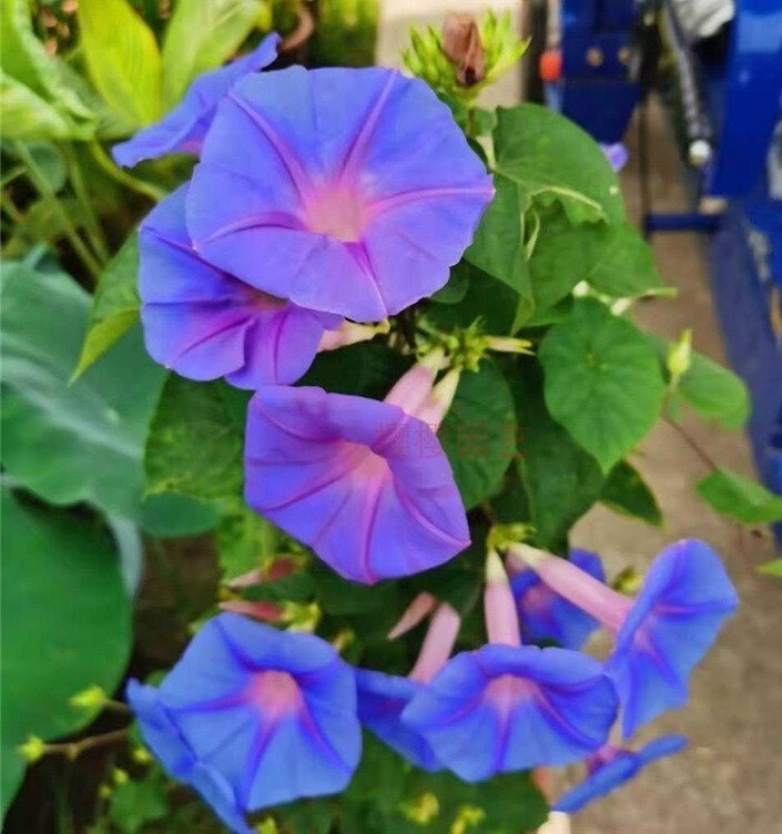 50 Heavenly Blue Star Morning Glory Seeds Climbing Vine Flower Fence Garden