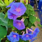 50 Heavenly Blue Star Morning Glory Seeds Climbing Vine Flower Fence Garden