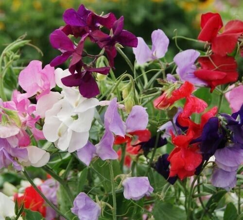 20 Bijou Sweet Pea Mix Seeds Dwarf Sweet Pea Royal Mix Wildflowers