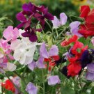 20 Bijou Sweet Pea Mix Seeds Dwarf Sweet Pea Royal Mix Wildflowers