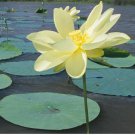 10 American Lotus Seeds Yellow Lotus Water Lily Seeds Native In