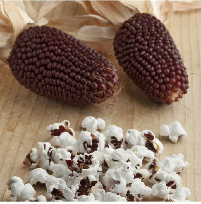20 Red Strawberry Popcorn Seeds Zea Mays Rare Ruby Indian Corn Maize Garden