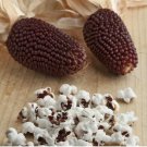 20 Red Strawberry Popcorn Seeds Zea Mays Rare Ruby Indian Corn Maize Garden
