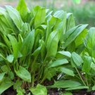 500 Large Leaf Sorrel Seeds Chukakura Culinary Hardy Perennial Herb