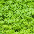 500 Winter Chervil Seeds French Parsley Sweet Sicily GourmetS Parsley Herb