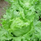 1000 Iceberg Lettuce Seeds Crisphead Romaine Lettuce Bulk Lettuce Seeds