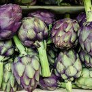 15 Purple Romagna Artichoke Seeds Italian Artichoke Perennial Plant Seeds