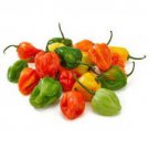 30 Organic Habanero Hot Pepper Seeds Hottest Pepper Fresh Garden