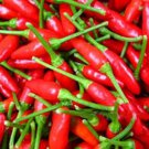 30 Organic Small Red Chili Hot Pepper Seeds Thai Chili Hot Pepper