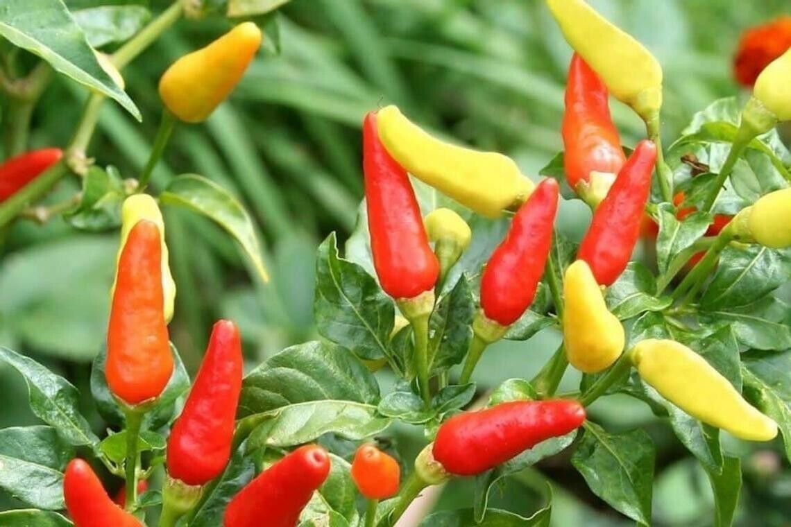 30 Tabasco Hot Pepper Seeds Hot Chili Pepper Made Tabasco Sauce Fresh Garden