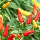 30 Tabasco Hot Pepper Seeds Hot Chili Pepper Made Tabasco Sauce Fresh Garden