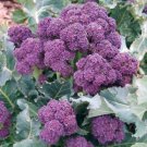 200 Purple Broccoli Seeds Burgundy Sprouting Broccoli Cold Hardy Veggies