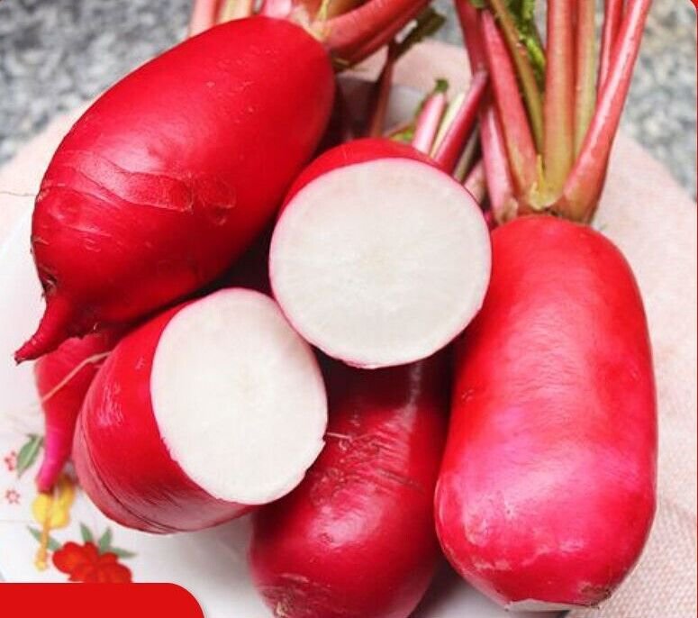 500 China Rose Radish Seeds Red Daikon Winter Radish Microgreens Sprout Seed
