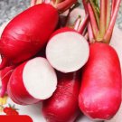 500 China Rose Radish Seeds Red Daikon Winter Radish Microgreens Sprout Seed
