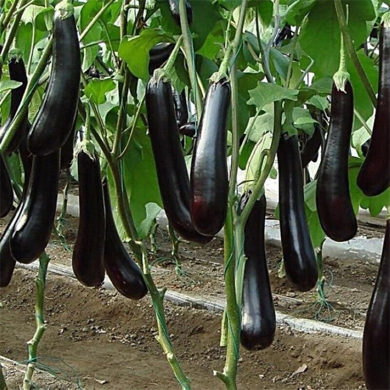 100 Chinese Eggplants Seeds Long Purple Eggplants Aubergine Asian Vegetable