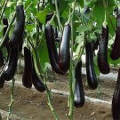 100 Chinese Eggplants Seeds Long Purple Eggplants Aubergine Asian Vegetable