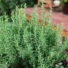 50 Rosemary Seeds Evergreen Shrub Culinary Perennial Garden Container Herb