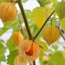 100 Tomatillo Seeds Capegooseberry Chinese Lantern Fruit Golden Ground Berry